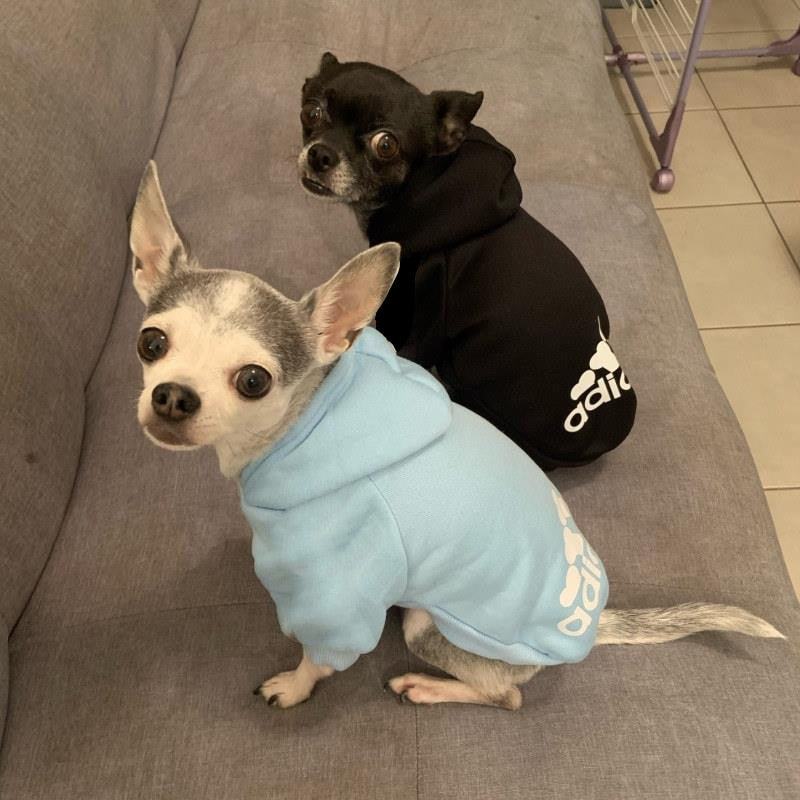 Dogs Warm Sweatshirt JacketMisthere K. - All rights reserved